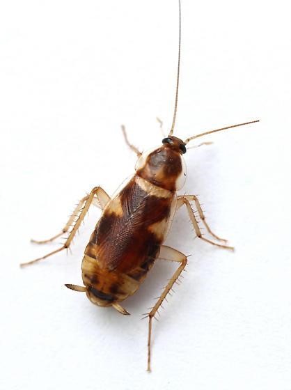 Supella longipalpa